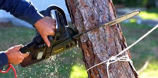 Best Utility Line Clearance  in Immokalee, FL