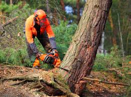 Best Fruit Tree Pruning  in Immokalee, FL