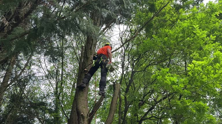 Best Tree Health Inspection  in Immokalee, FL