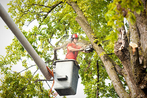 Best Tree Disease Treatment  in Immokalee, FL